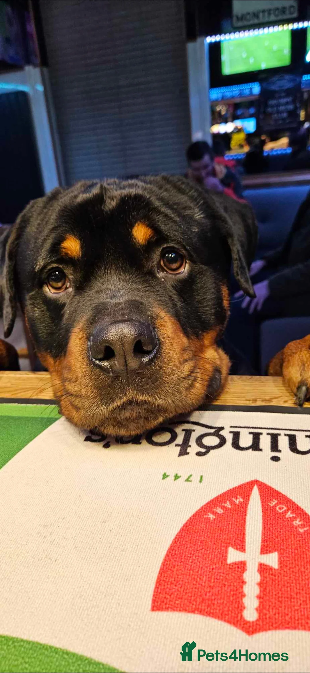 Rottweiler dogs for sale: Big chunky litter of 9 puppies - Advert 2