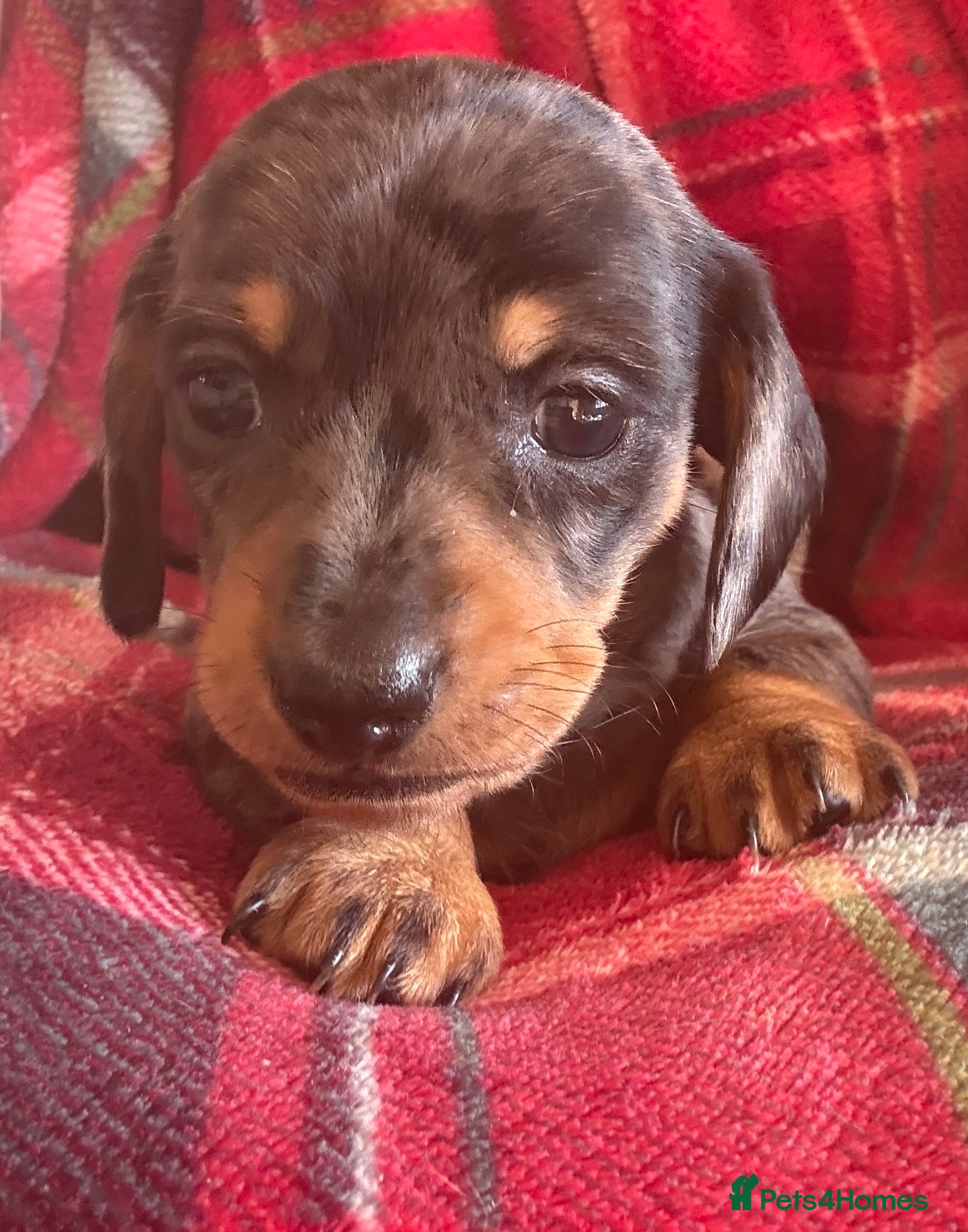 Miniature Dachshund dogs for sale: Beautiful dachshund pups only 2 left - Advert 4