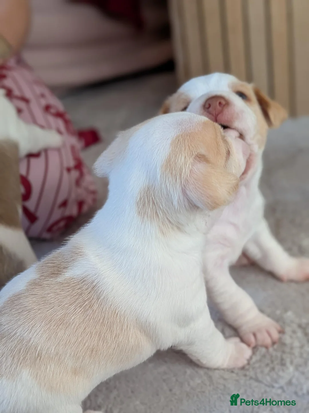 Mixed Breed dogs for sale: Jack Russell X Shorkie Pups in Sandbach - Advert 2