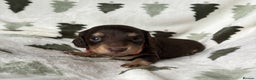 Miniature Dachshund dogs for sale: Last 2 Miniature Dachshund Pups Ready 23rd Dec! - Advert 14