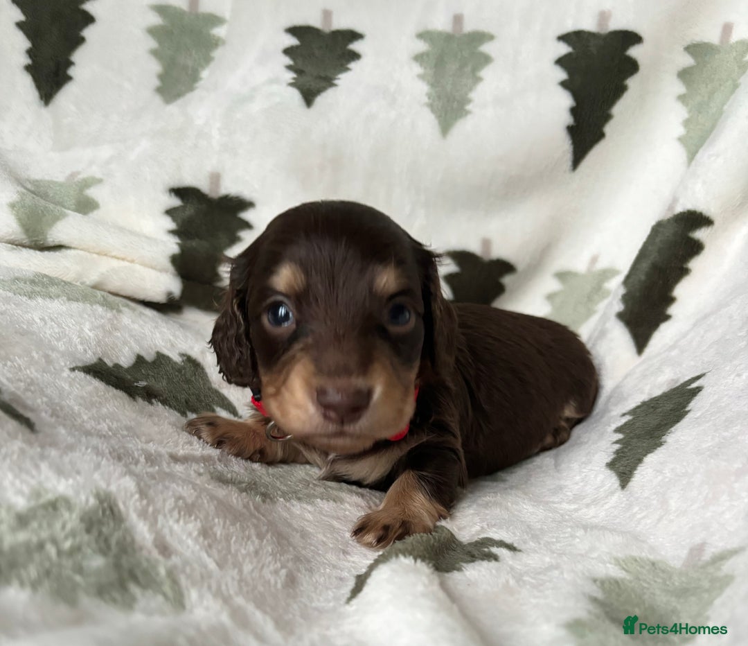 Miniature Dachshund dogs for sale: Last 2 Miniature Dachshund Pups Ready 23rd Dec! - Advert 14