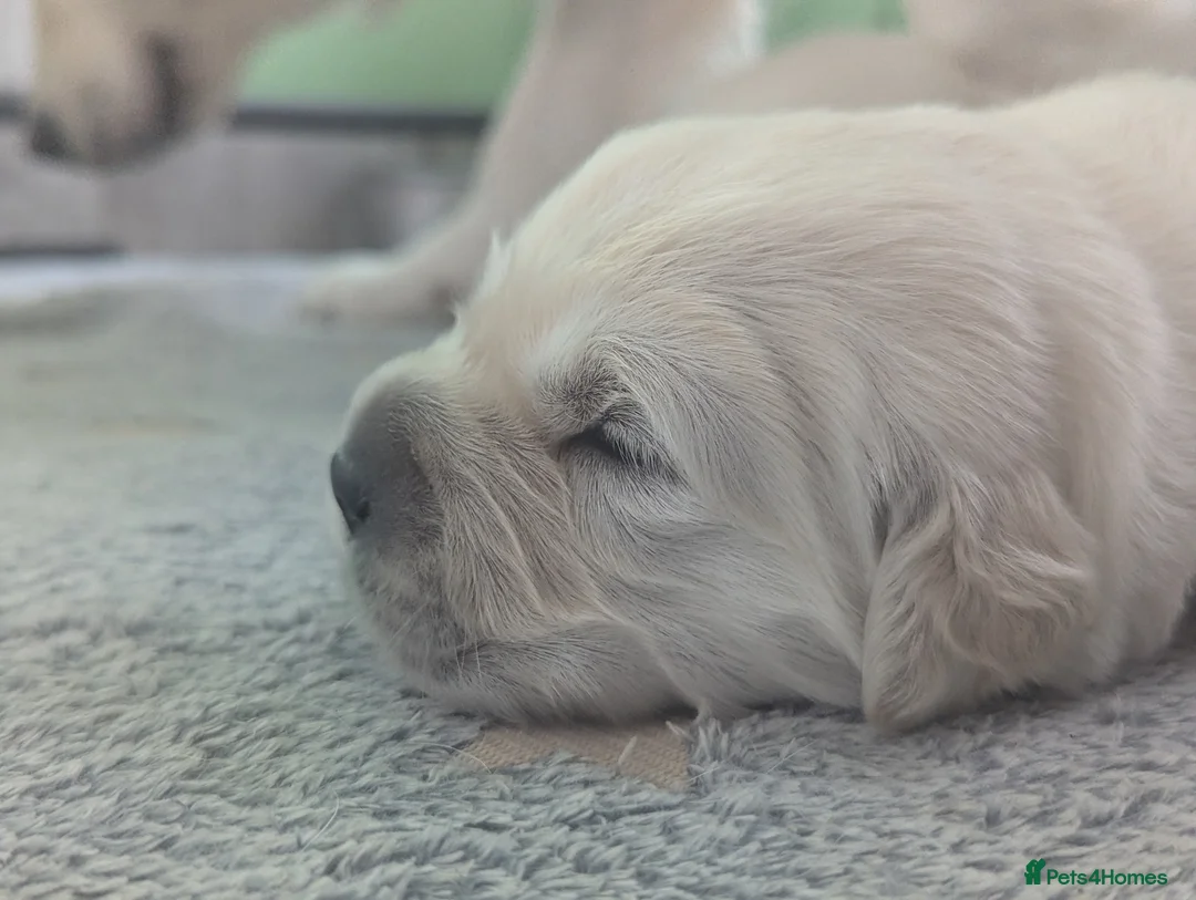 Golden Retriever dogs for sale: 🐾6  Golden Retriever Puppies! 🐾 - Advert 19