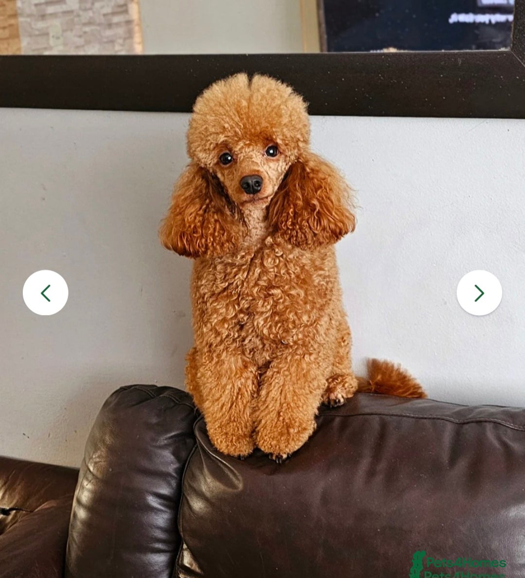 Cockapoo dogs for sale: 🌟⭐Toy Cockapoo⭐🌟 - Advert 3