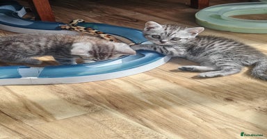 British Shorthair cats - Advert 15