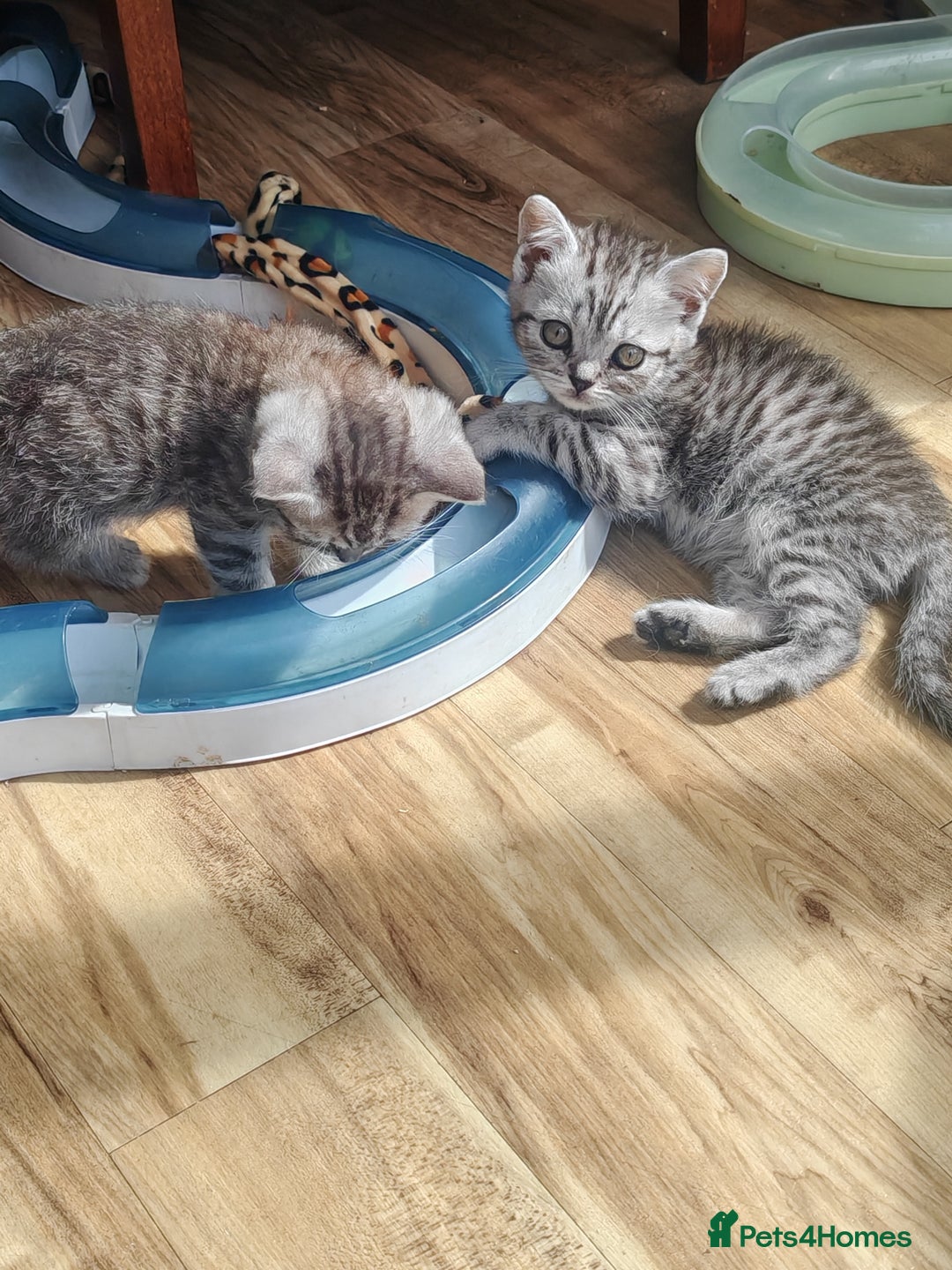 British Shorthair cats for sale: Pedigree British Shorthair kittens - Image 3