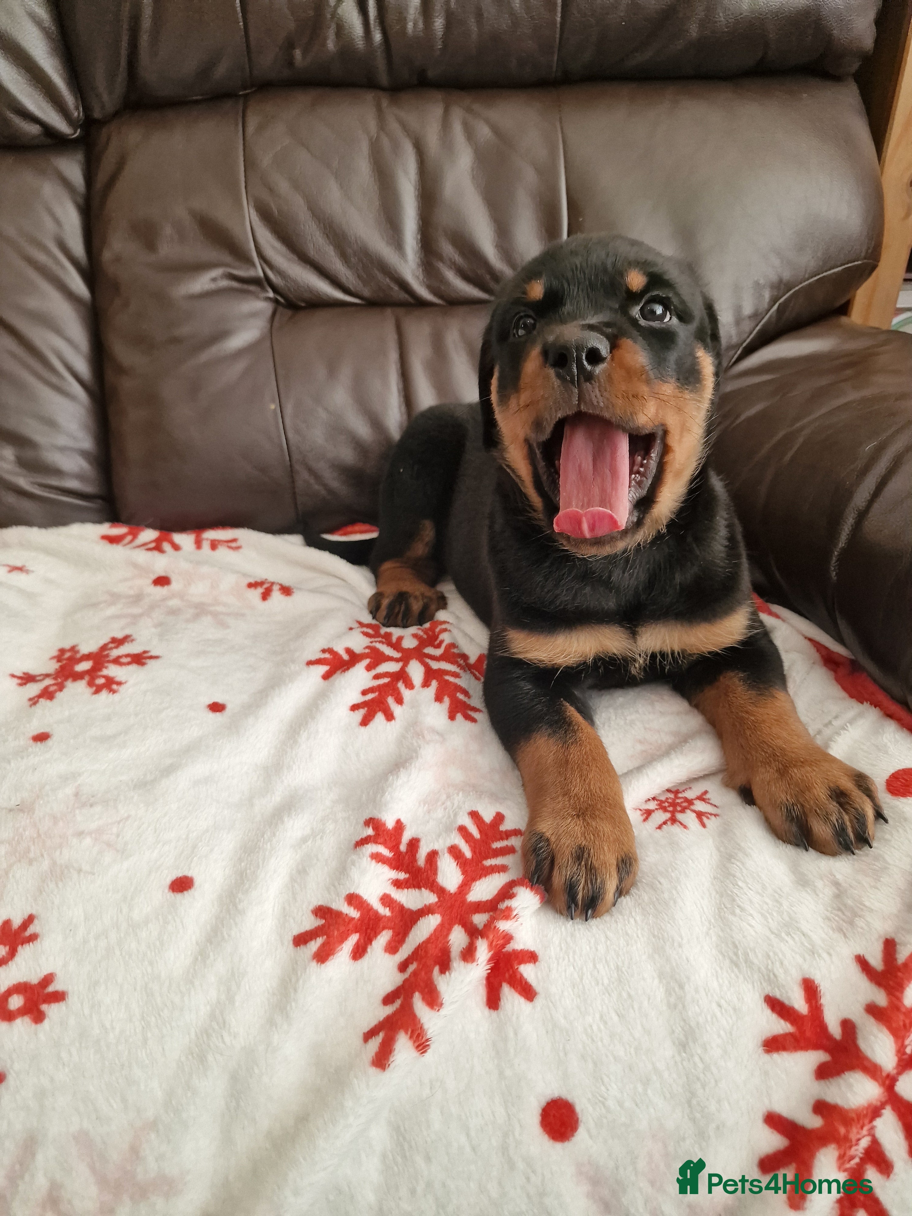 Rottweiler dogs MASSIVE ROTTWEILER PUPPIES  - Advert 3