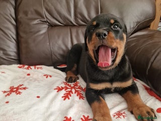Rottweiler dogs MASSIVE ROTTWEILER PUPPIES - Advert 13