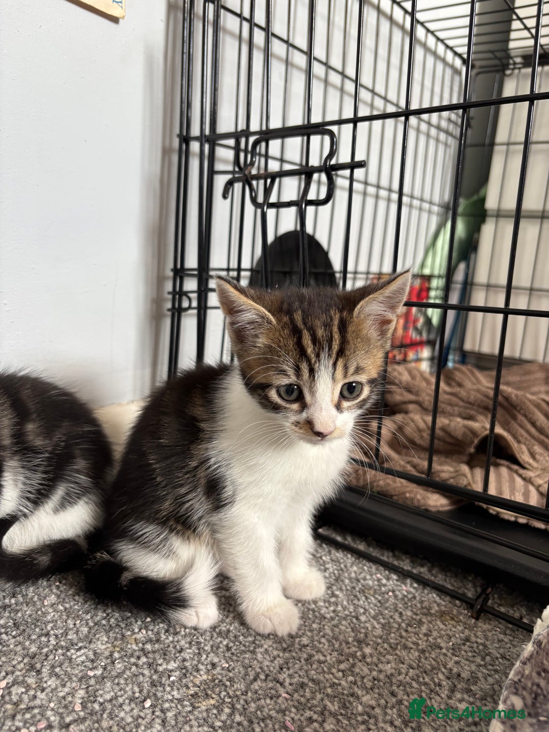 Mixed Breed cats for sale: 3 male kittens - Image 3