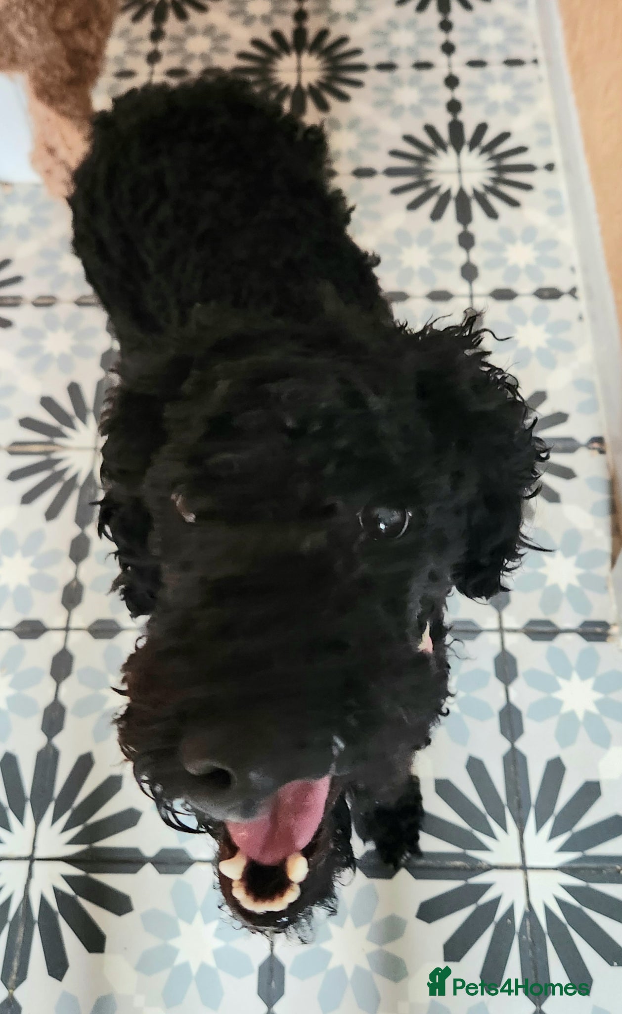 Standard Poodle dogs for sale: Benson, 13 months, with a Unicorn Obsession! - Advert 5
