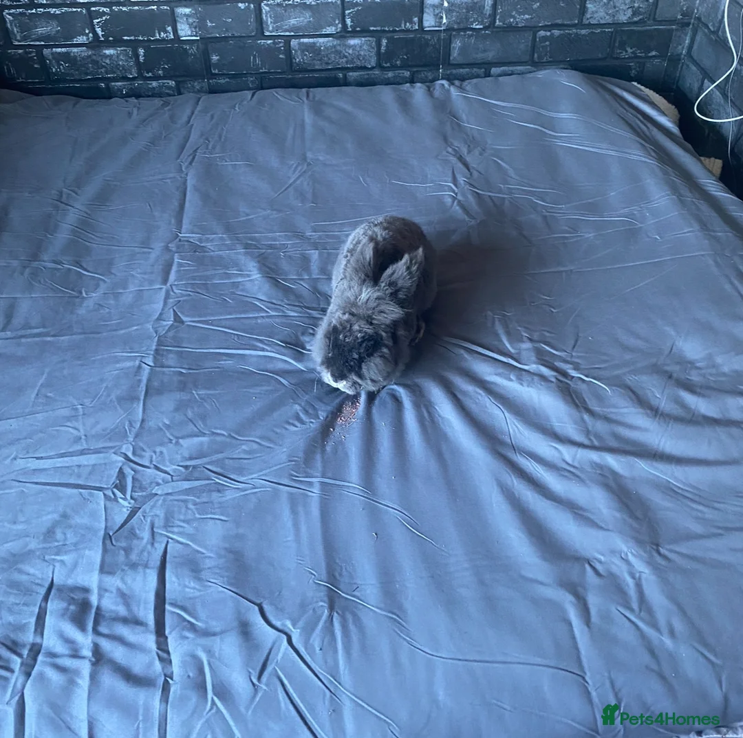 Lionhead rabbits for sale: 1 female , 1 male - 3 Year old lion head bunnies - Advert 13