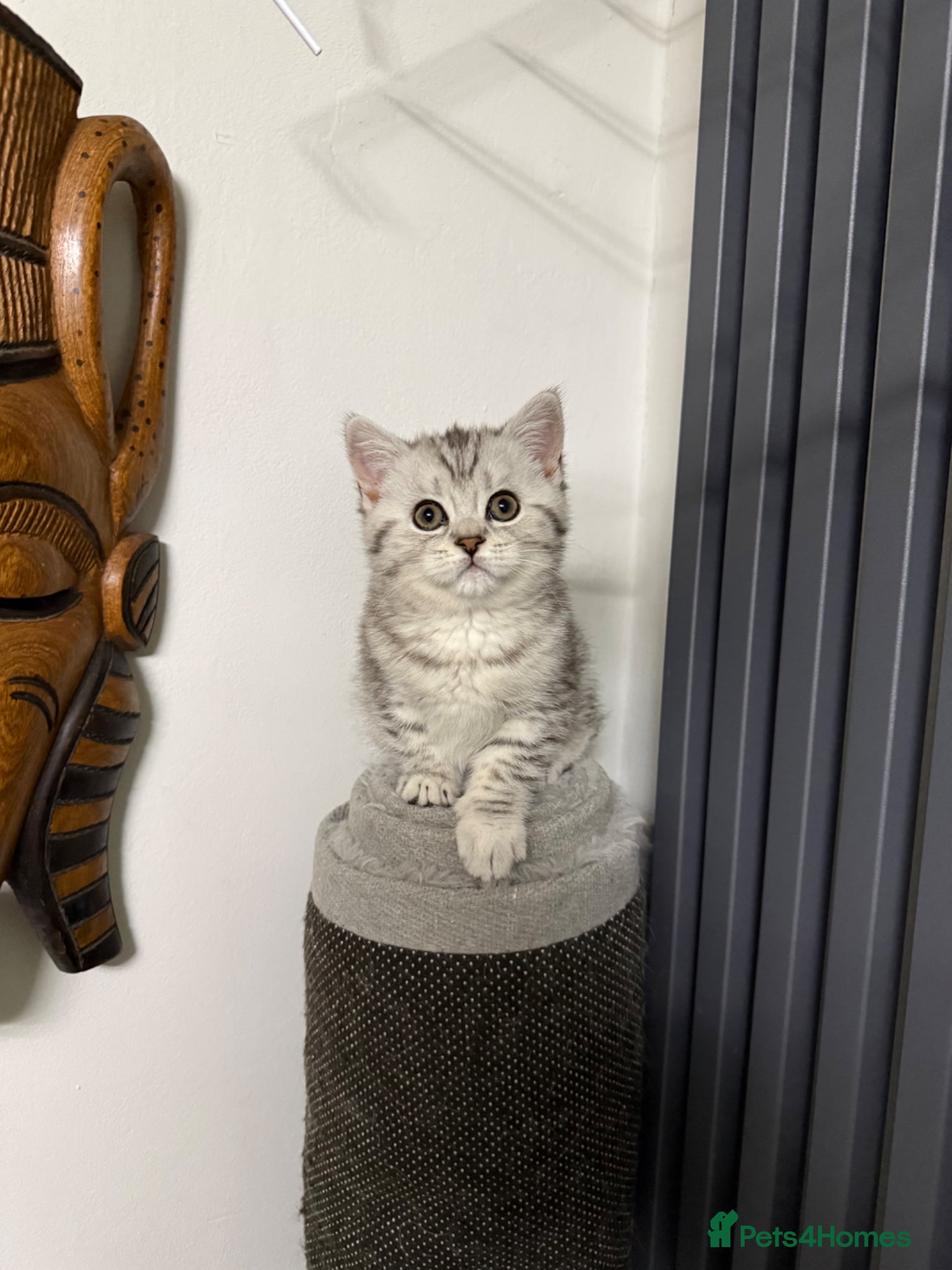 British Shorthair cats Last 2 kitten available  - Advert 2