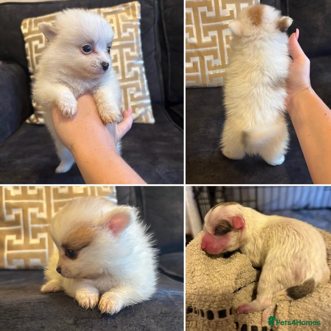 Pomchi dogs for sale: OPEN TO OFFERS READY TO LEAVE 16/02/26 - Advert 6