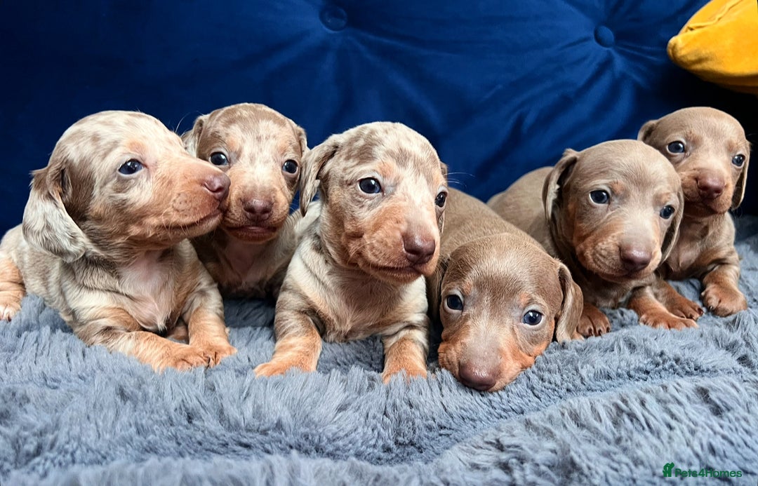 Miniature Dachshund dogs for sale: Miniature dachshunds  - Image 1