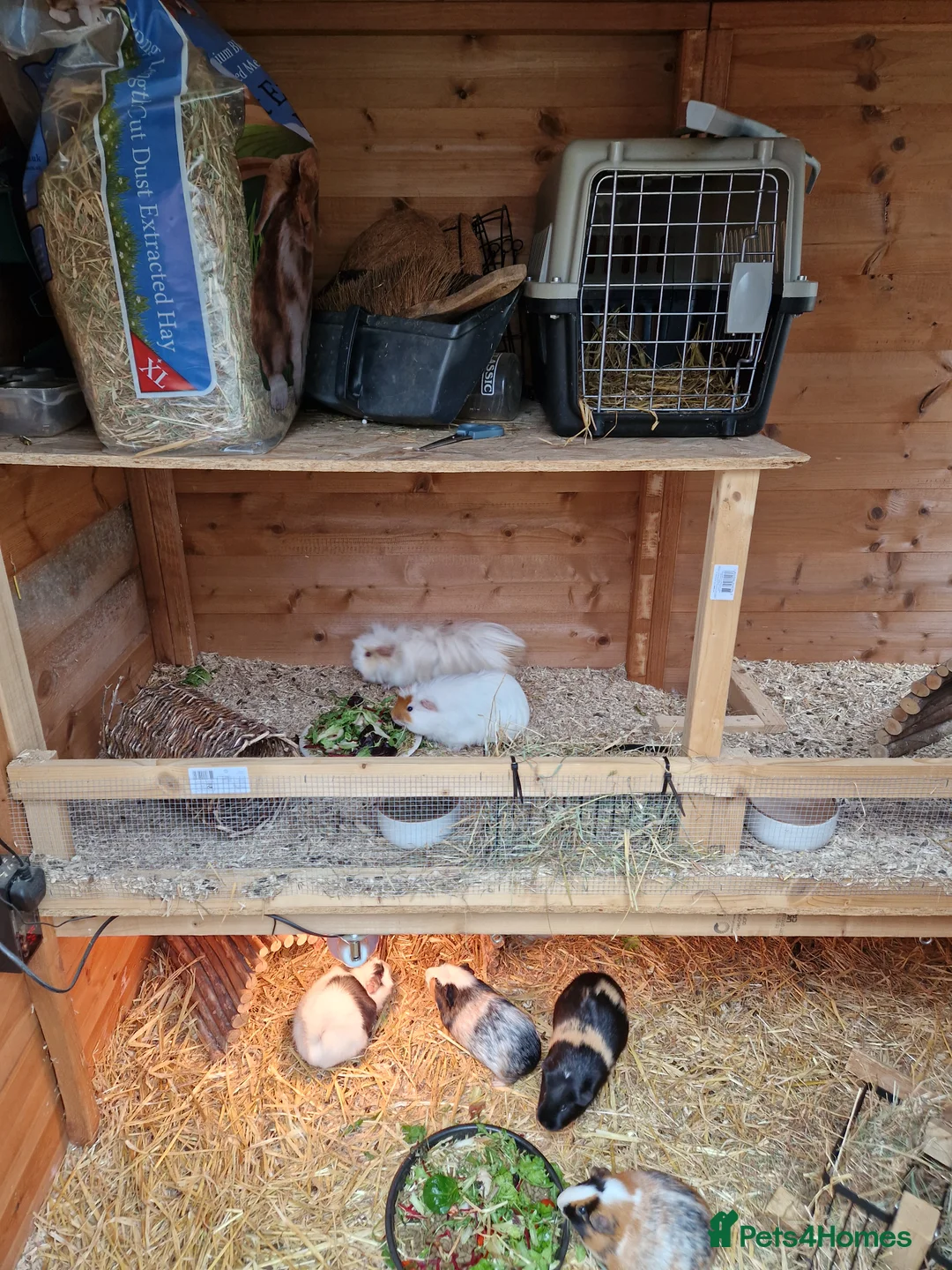 Guinea Pig rodents for sale: 6x female guinea pigs  - Advert 1