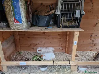 Guinea Pig rodents 6x female guinea pigs - Advert 1