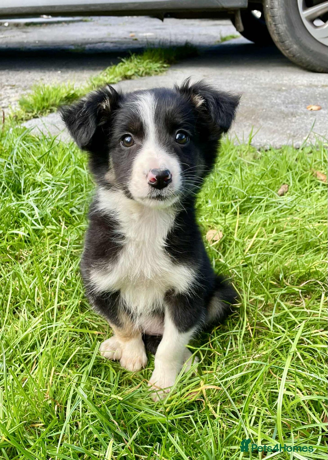 Border Collie dogs for sale: Beautiful Collie Puppies  - Image 15