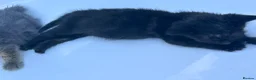 Domestic Shorthair cats for sale: Kitten domestic shorthair, tabby pattern  - Advert 17