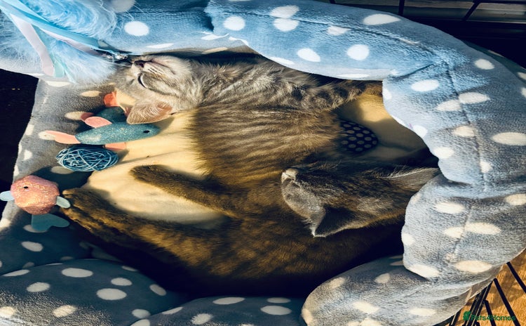 British Shorthair cats - Advert 13