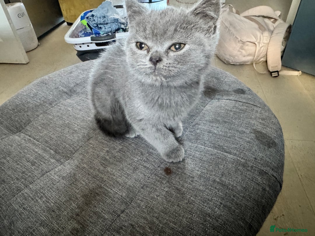 British Shorthair cats for sale: Blue British kittens beautiful  - Image 7