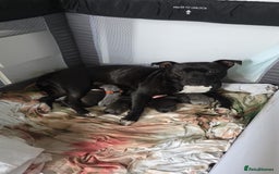 Staffordshire Bull Terrier dogs for sale: STAFFORDSHIRE BULL TERRIOR PUPPIES - Image 15