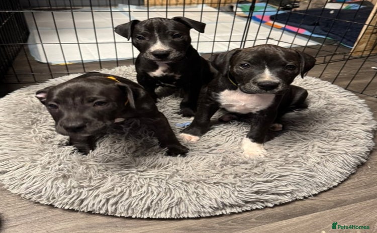 Mixed Breed dogs - Advert 4