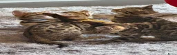 Bengal cats for sale: ✨ Beautiful Bengal Kittens✨ - Advert 15