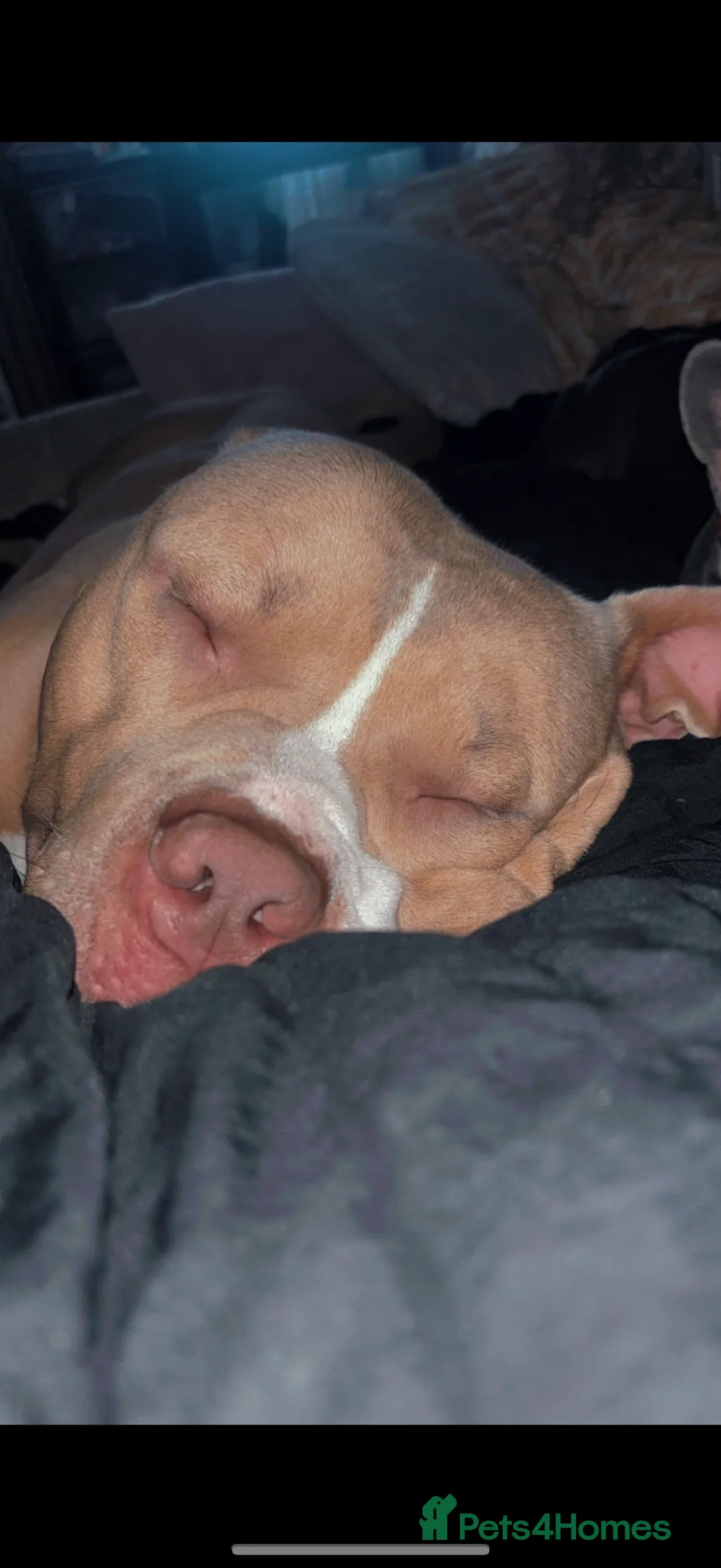 American Bulldog dogs for sale: 3 year old male American bulldog  - Advert 3