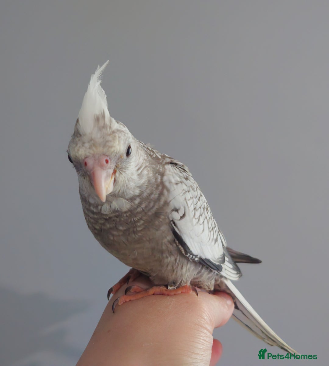 Cockatiels birds for sale: Hand reared silly tame DNA sexed baby cockatiels  - Image 7