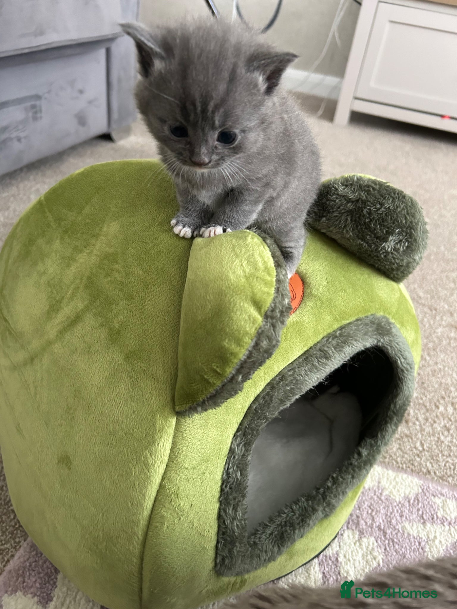 British Shorthair cats 3 Beautiful male British short haired kittens  - Advert 15