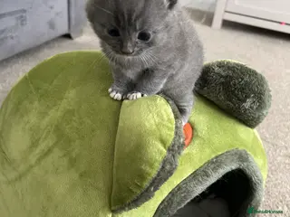 British Shorthair cats 3 Beautiful male British short haired kittens - Advert 15