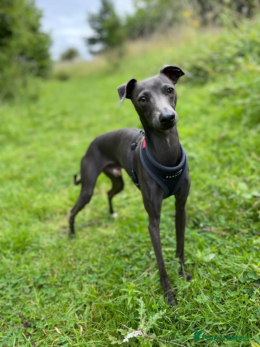 Italian Greyhound dogs for stud: Proven KC Italian Greyhound Stud ‘Pino’  - Advert 1