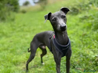 Italian Greyhound dogs Proven KC Italian Greyhound Stud ‘Pino’ - Advert 11