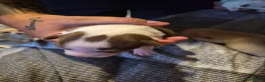 Chihuahua 3