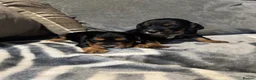 Cocker Spaniel dogs for sale: Beautiful Little of cocker spaniel puppies  - Advert 2