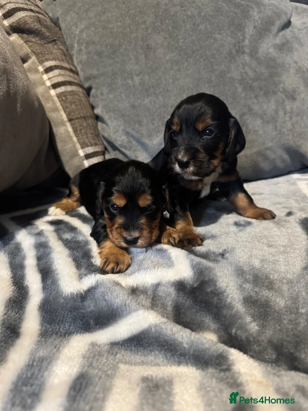 Cocker Spaniel dogs for sale: Beautiful Little of cocker spaniel puppies  - Advert 2