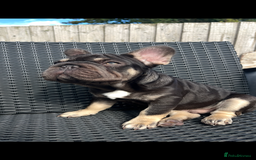 French Bulldog dogs for sale: Beautiful French bulls  - Image 16