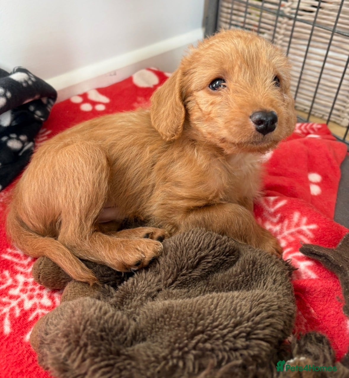 Labradoodle dogs for sale: Fully Health Tested F1 Miniature Labradoodles - Advert 7