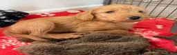 Labradoodle dogs for sale: Fully Health Tested F1 Miniature Labradoodles - Advert 1