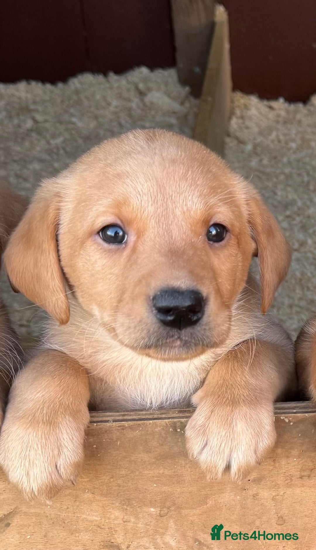 Labrador Retriever dogs for sale: The most adorable Labradors  - Advert 4