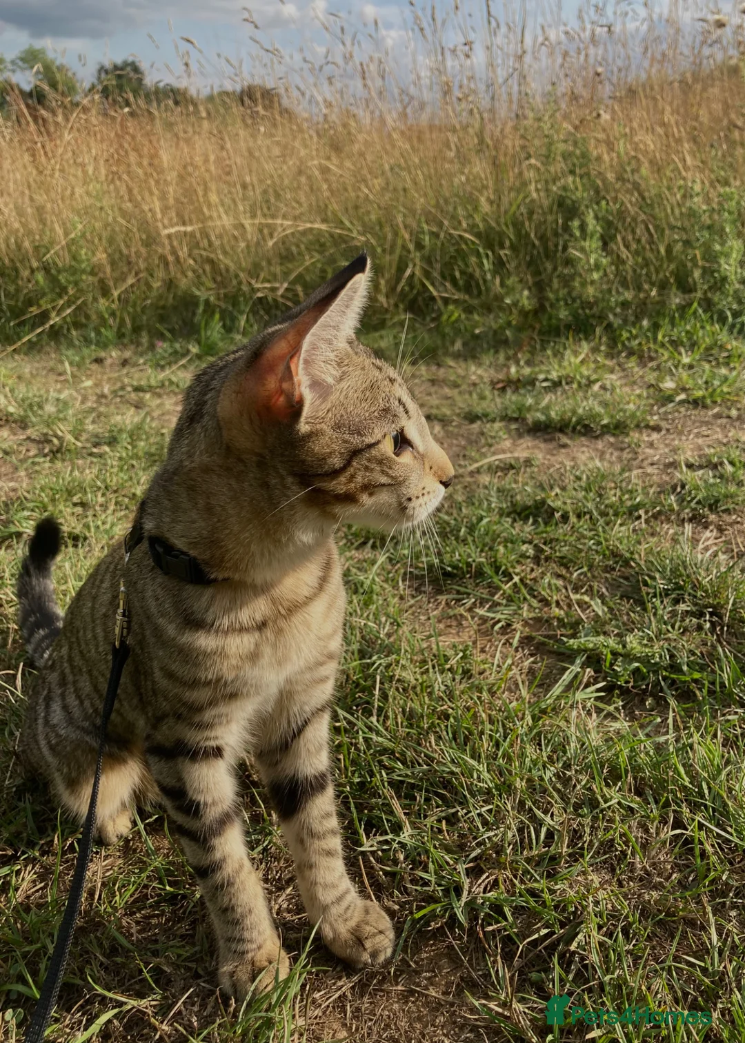 Mixed Breed cats for sale: 2 Sia+Maine Male Kittens - Maine coon + siamese - Advert 2