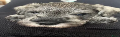Miniature Schnauzer Puppy 2