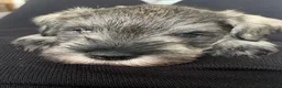 Miniature Schnauzer dogs for sale:  Miniature Schnauzer Puppies – Ready from 25th May - Advert 16
