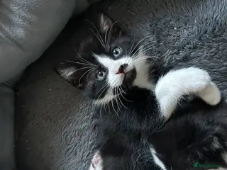 Mixed Breed cats Last boy available - Advert 2