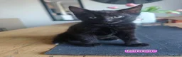 Mixed Breed cats for sale: Mixed Maine Coon Kittens :) - Advert 4