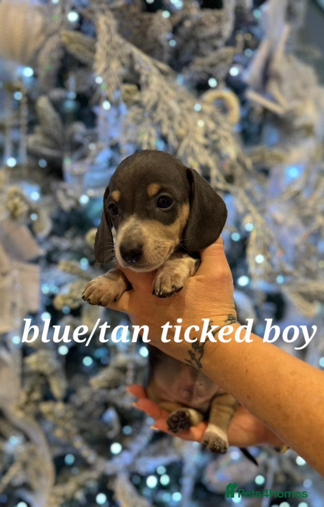 Miniature Dachshund dogs for sale: 🌟READY NOW🌟🐾Smooth coat Miniature Dachshund 🐾 - Advert 11