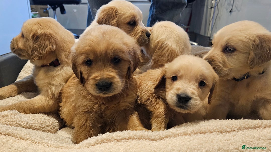 Golden Retriever dogs for sale: KC reg pedigree champion Golden Retriever pups - Advert 24