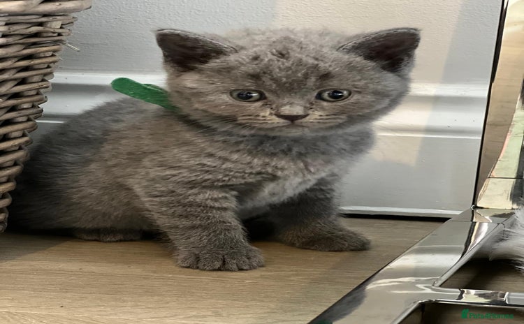 British Shorthair cats - Advert 4