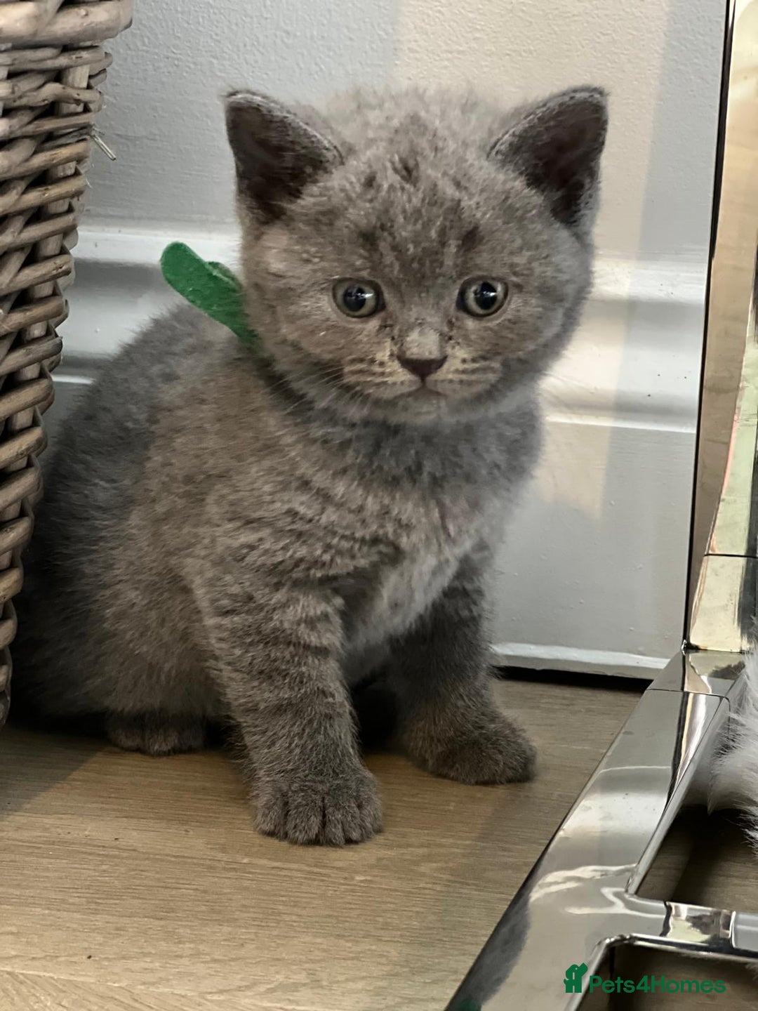 British Shorthair cats for sale: 🏆Grand Champion Sired GCCF BritishShorthair 1left - Image 5