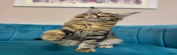 Maine Coon cats for sale: TICA Pedigree Registered Maine Coon Kittens - Advert 26