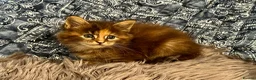 Maine Coon cats for sale: Pure Maine Coon Kittens - Advert 21